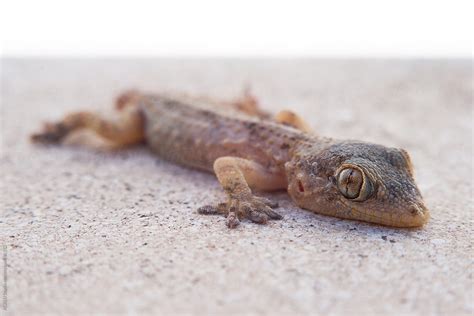 "Gecko On A Wall" by Stocksy Contributor "ACALU Studio" - Stocksy