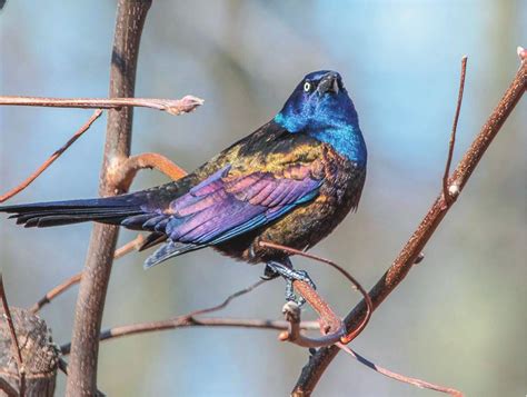 Late Quaternary Range Dynamics in the Common Grackle Quiscalus quiscula