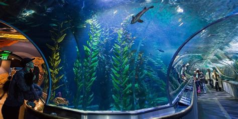 $19.45 – Aquarium of the Bay: Visit Any Day of 2019, Reg. $28 | Travelzoo