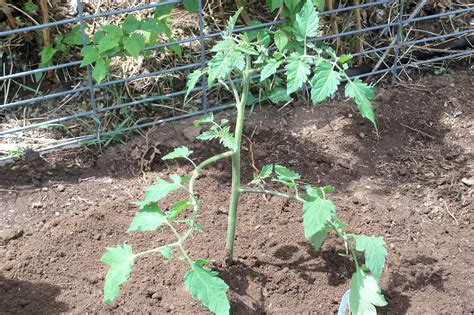 My Life's Little Distractions: Transplanting Tomatoes