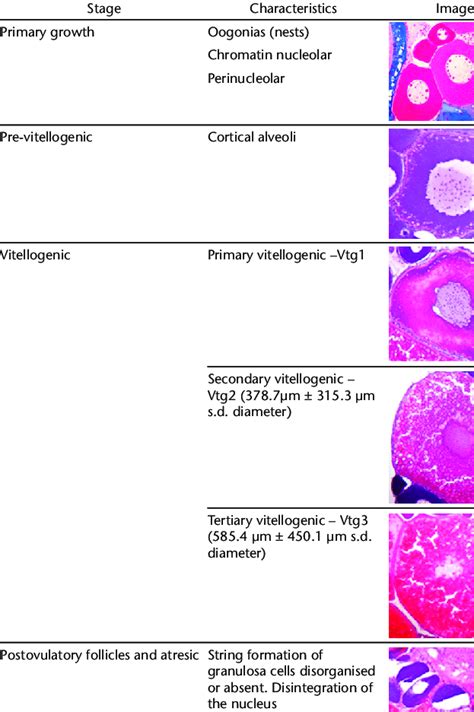 Stages of oocyte development in Astyanax aff. bimaculatus. | Download Scientific Diagram