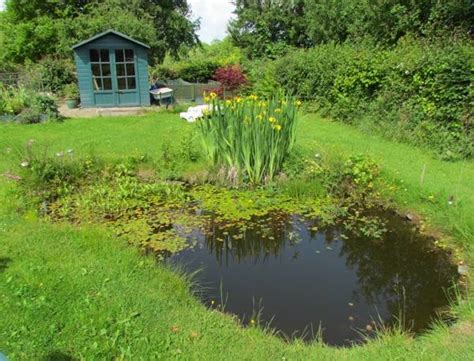 Wildlife garden ponds: design, construction, planting