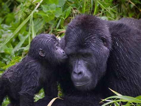 Where to find the Silverback Gorillas in Uganda - uganda gorilla safari