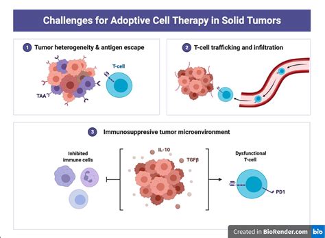 Adoptive cellular therapy in solid tumor malignancies: review of the literature and challenges ...