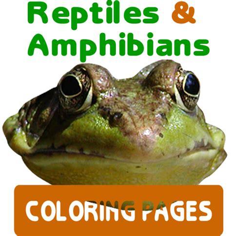 Reptiles & Amphibians Coloring Pages | HubPages