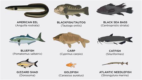 Different Types Of Saltwater Fish