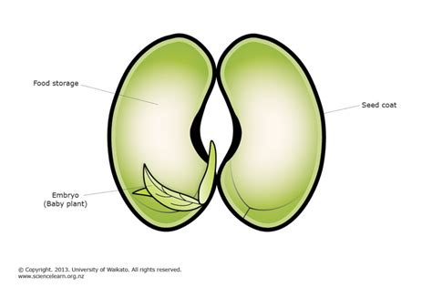 Bean seed embryo — Science Learning Hub