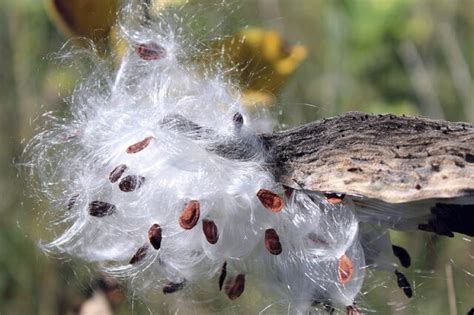 Most unusual Dispersal of Seeds by Animals | Agriculturegoods