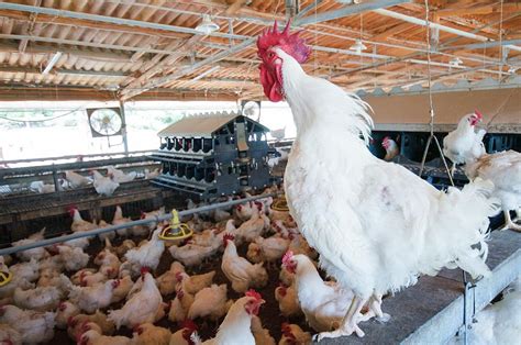 Poultry Breeding Farm Photograph by Photostock-israel/science Photo Library - Pixels