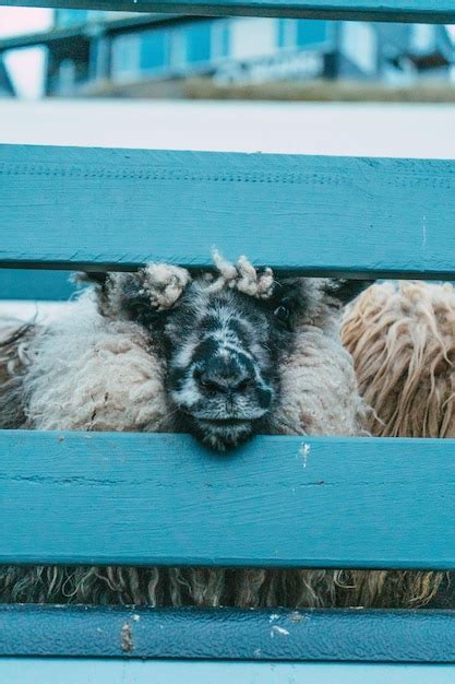 Premium Photo | Sheep in faroe islands