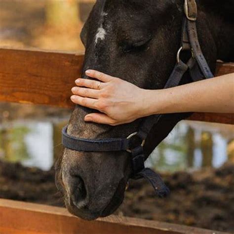 What causes sudden lameness in horses? - DIY Seattle