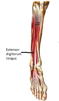 Extensor Digitorum Longus Muscle | Anatomy, Action & Pain | Study.com