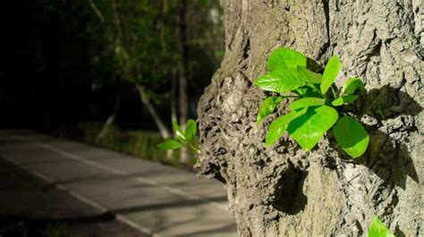 How to Keep Your Beautiful, Old Trees