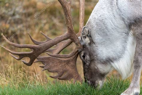 Reno macho con cuernos enormes comiendo hierba - (rangifer tarandus) - de cerca 2023