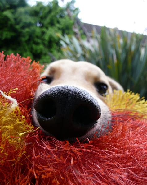 105 Nosy Dogs Who Want To Know What You’re Doing | Bored Panda