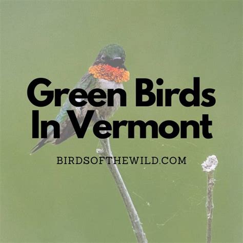 5 Green Birds In Vermont (With Pictures!) - Birds Of The Wild