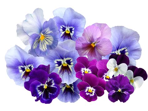 Download Pansy, Isolated, Violet. Royalty-Free Stock Illustration Image ...