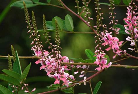 Indigofera Tinctoria seed | BELL Garden Company,Wholesale Plant seeds ...