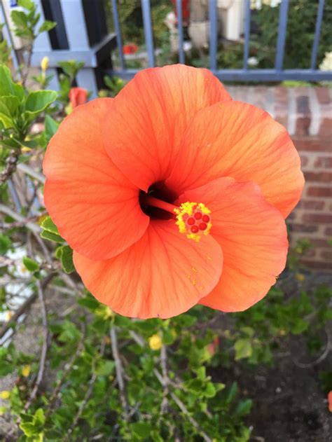 Orange Hibiscus | Tropical plants, Plants, Hibiscus