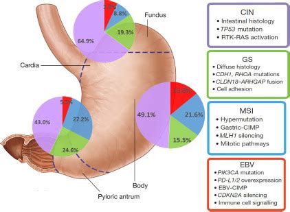 Genetics of Gastric Cancer - Surgical Clinics