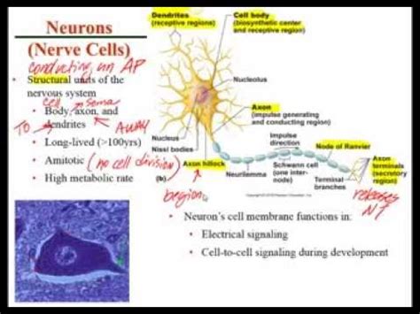 Chapter 11 Lecture A Histology of Nervous Tissue - YouTube