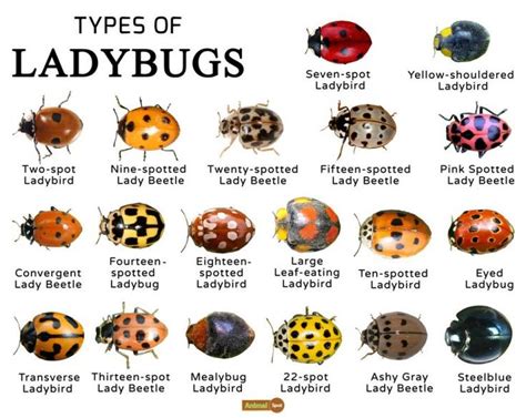 Ladybugs Facts, Types, Lifespan, Classification, Habitat, Pictures ...