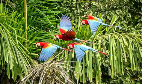 Amazonian birds are changing shape in response to global warming - Earth.com