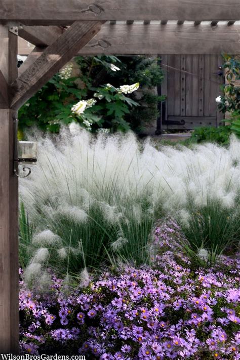 Buy White Cloud Muhly Grass | FREE SHIPPING | Wilson Bros Gardens | 1 Gallon Pot for sale online