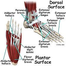 - The Muscles That Support The Arches Of Your Feet - Podiatry HQ