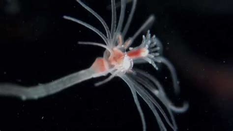 Hydrozoa; Liriope tetraphylla; Physalia physalis; Portuguese Man-of-War