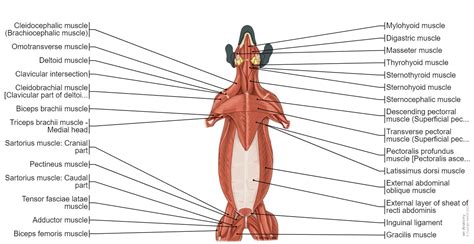 Mouse Muscle Anatomy Diagram