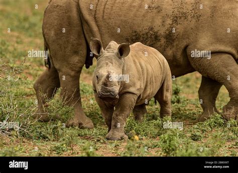 Baby white rhino Stock Photo - Alamy