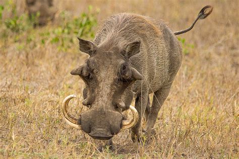 Pin on Warthogs in Africa