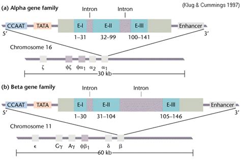 Gene organization in globin gene families