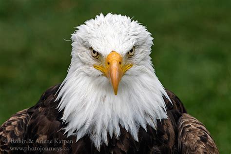 Alberta Birds of Prey Centre - Photo Journeys