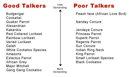 Talking Birds Names And Comparison Chart ~ Bird Information