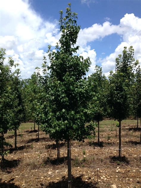 Shade Trees Best For Small Yards ... (With images) | Small yard, Shade trees, Backyard