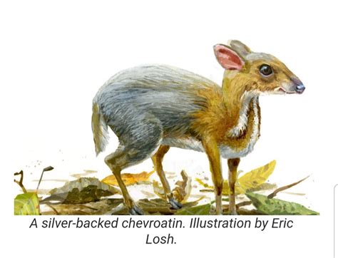 Rediscovered Silver-backed Chevrotain in Vietnam Global Wildlife Conservation and partners ...