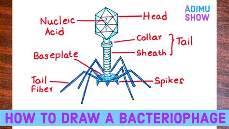 Discover 77+ sketch and label bacteriophage - seven.edu.vn