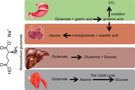 A multifaceted review of monosodium glutamate effects on human health and its natural remedies