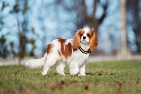 Does A King Charles Spaniel Have Teeth Pain