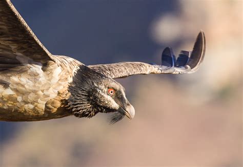 Bearded Vulture - Project Vulture