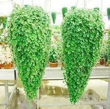 DICHONDRA REPENS – NOT JUST FOR LAWNS BUT PERFECT TO ADD A WATERFALL OF ...