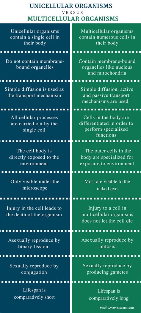 Difference Between Unicellular And Multicellular Organisms With - Riset