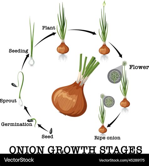 Diagram showing onion life cycle Royalty Free Vector Image