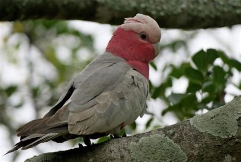 Galah | The Animal Facts | Appearance, Habitat, Diet, Behavior, Breeding