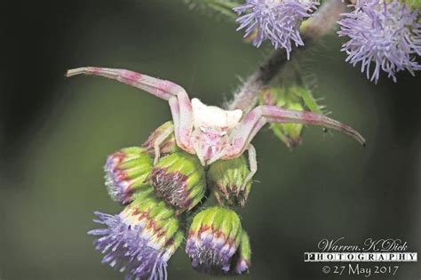 Flower-crab spider is a camouflage king | Southlands Sun