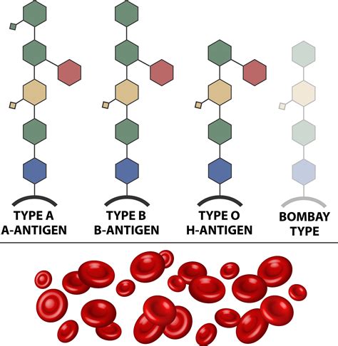 What is Bombay Blood? - The Petri Dish