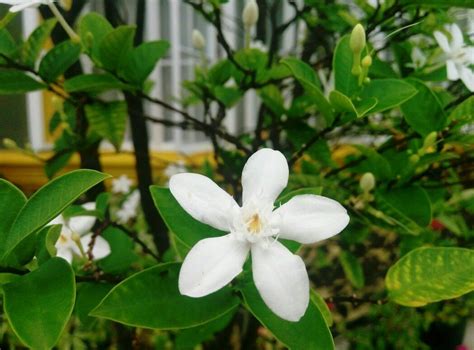 White angel(Wrightia Antidysenterica) | Plants, White angel, Secret garden