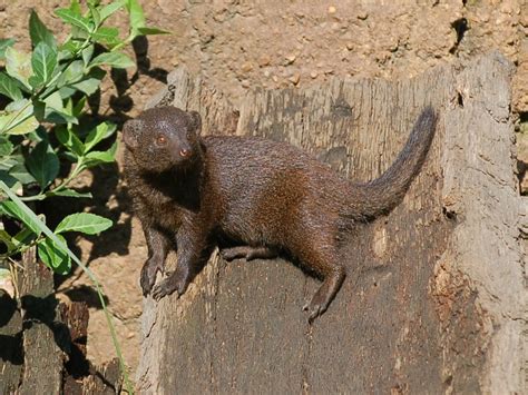 The Online Zoo - Common Dwarf Mongoose